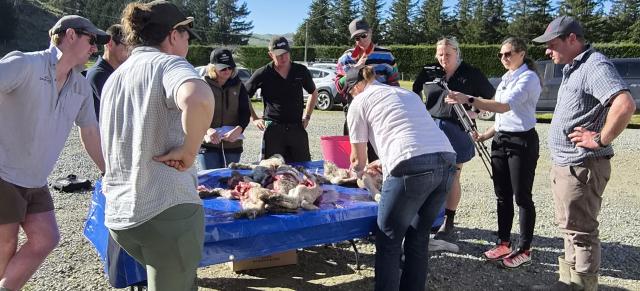 image of Lamb survival focus group looking at lamb autopsy