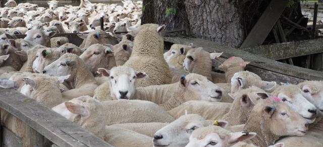 image of sheep in yard