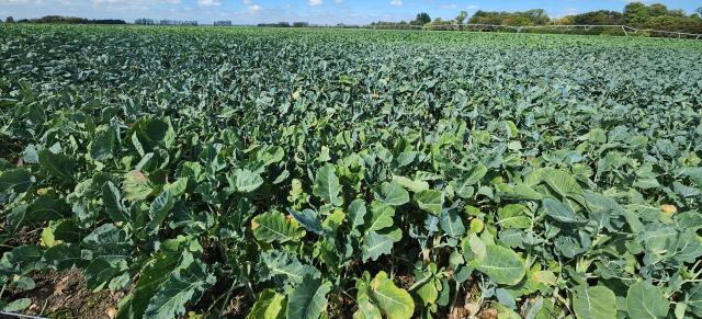image of winter crops
