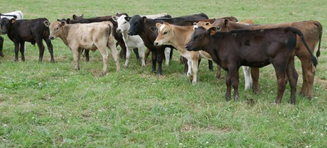 image of calves ready for drenching