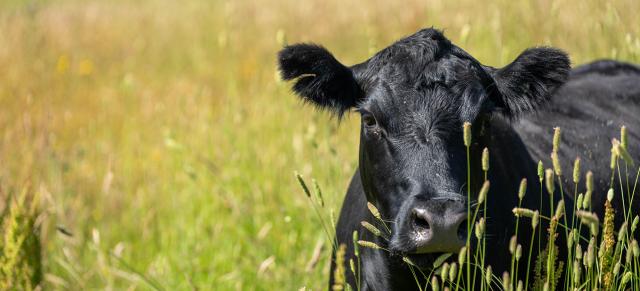 image of cow grazing close up