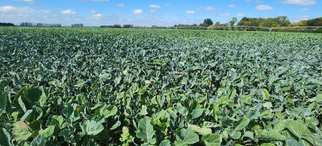 image of forage crops
