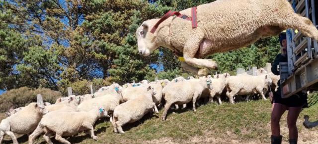 image of ran jumping off truck infront of herd of sheep