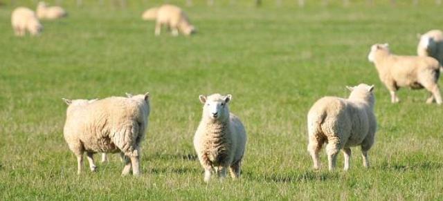 sheep in paddock sheep in paddock