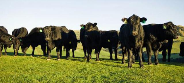 Image of angus cattle