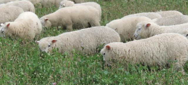 sheep grazing clover