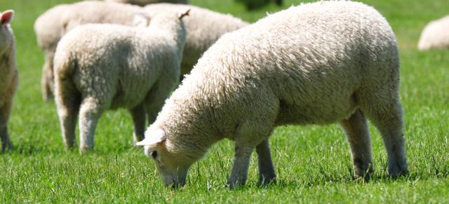 Sheep grazing Sheep grazing