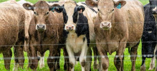 beef dairy