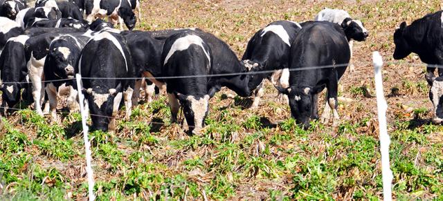 Winter grazing Winter grazing