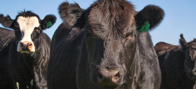 Beef cows Beef cows