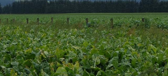 Crops Image of crops