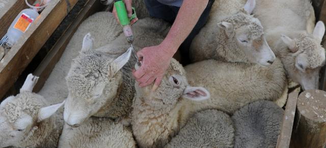 drenching ewes drenching ewes