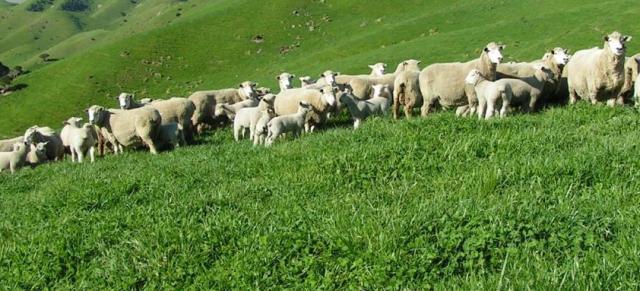 Ewes grazing sub