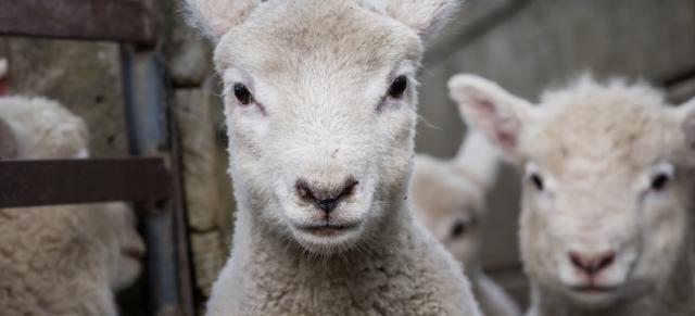 Image of lambs.