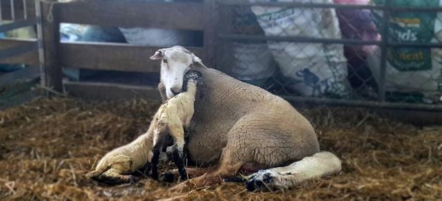Image of mother with triplet lambs
