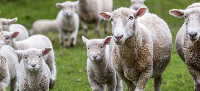 lambs and ewes lambs and ewes