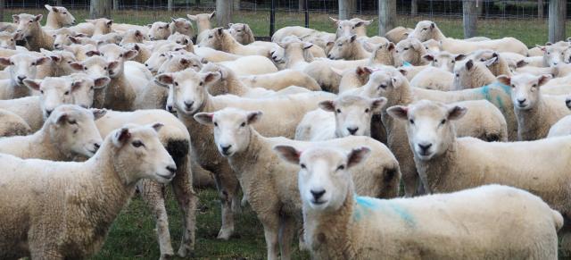 sheep image of sheep flock