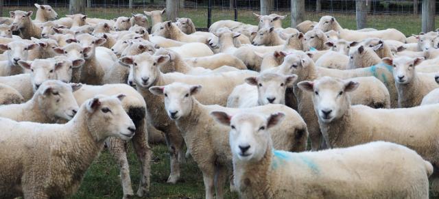 image of sheep flock