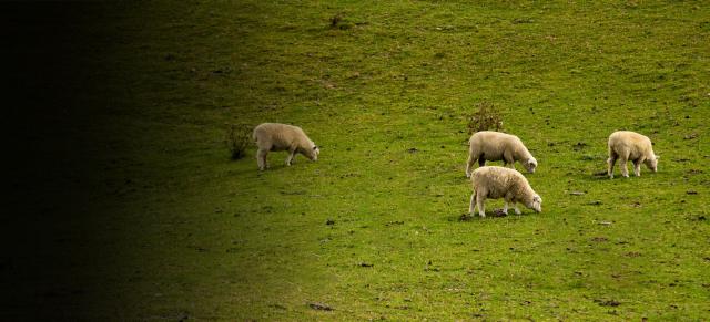image of sheep feeding