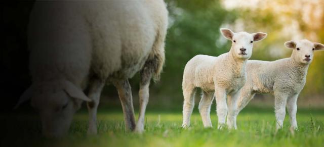 image of ewe and lamb image of ewe and lamb
