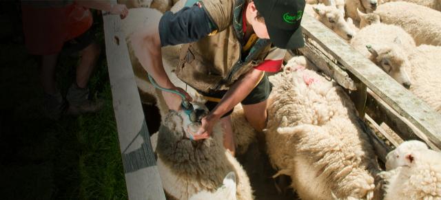 drenching ewes