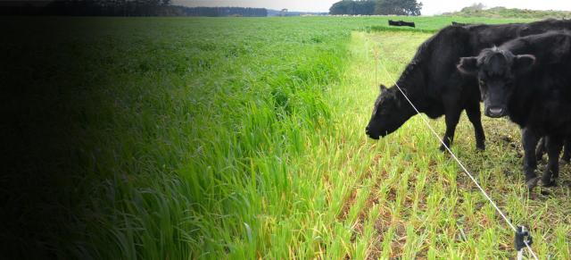 winter grazing