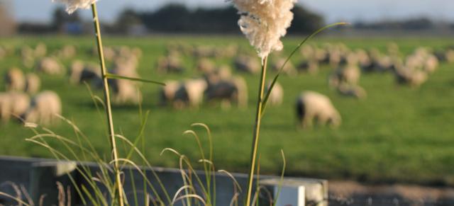 sheep feeding