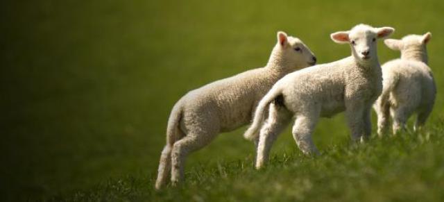 image of triplet lambs