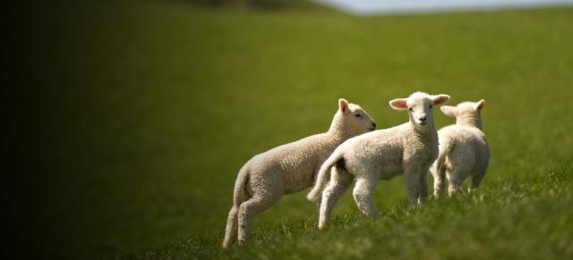 image of triplet lambs