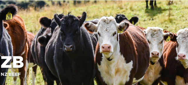 Informing New Zealand Beef banner with logo