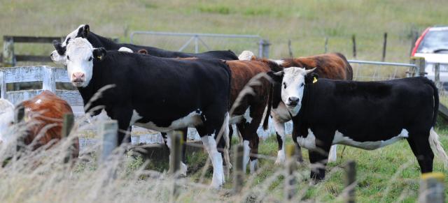 image of cows and ute