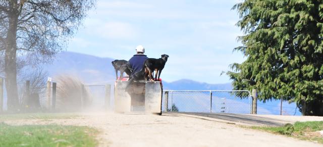 image of farmer on quad with dogs