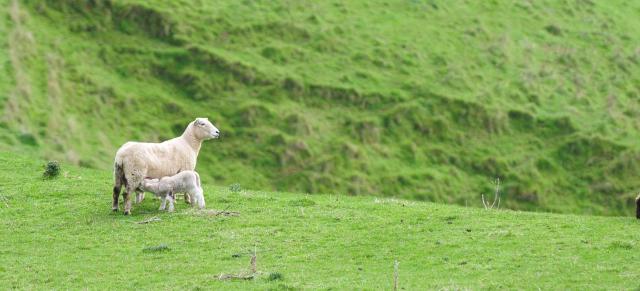 lambing image of lambs and ewes