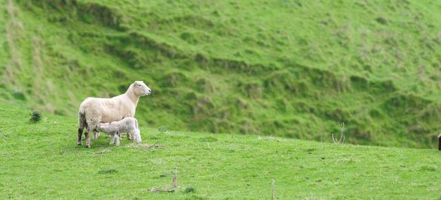 image of lambs and ewes