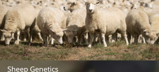 Sheep Genetics
