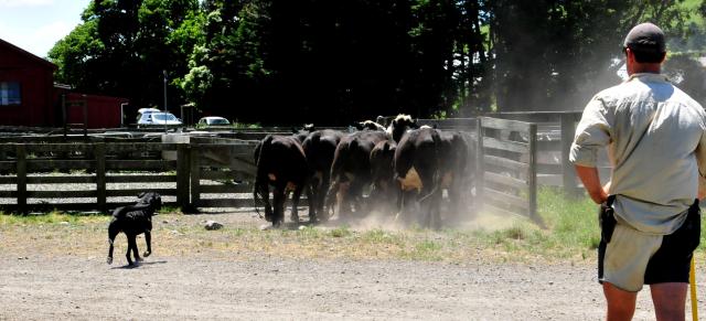 cows in yard 