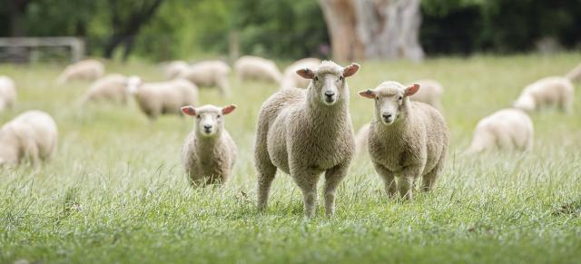 image of lambs 