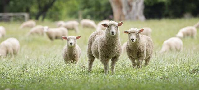 image of lambs image of lambs