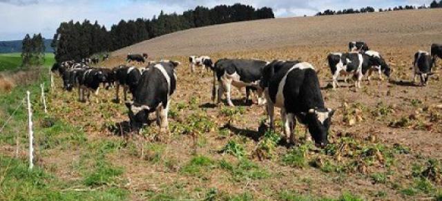 cattle grazing cattle grazing