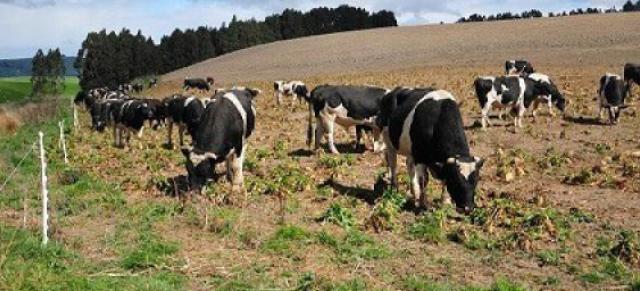 cattle grazing