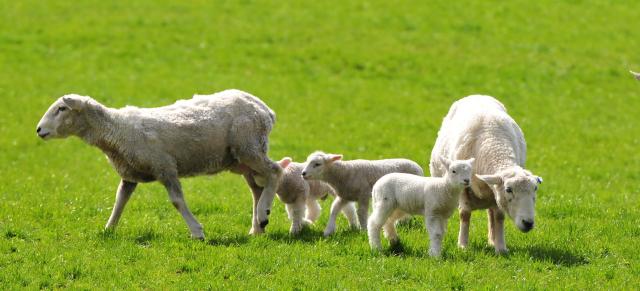 lambs with ewes