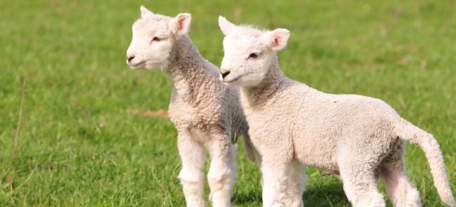 image of two lambs