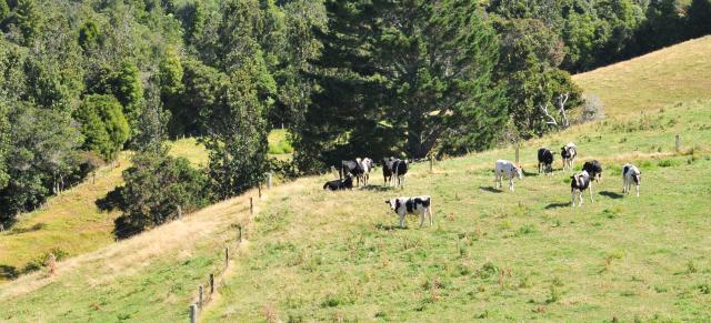 image of cattle on farm in summer