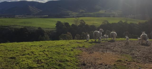 lambs on farm