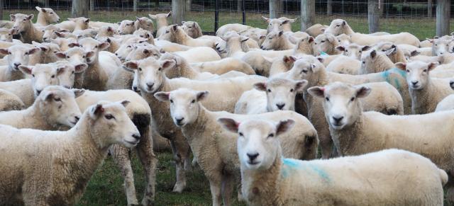 ewe lamb ewe lambs