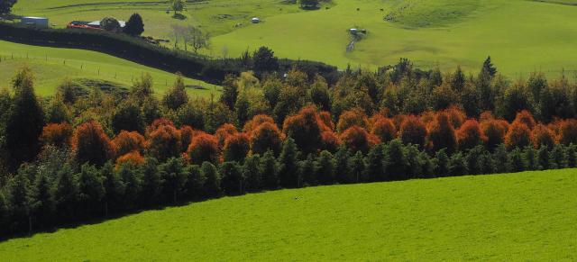image of trees on-farm
