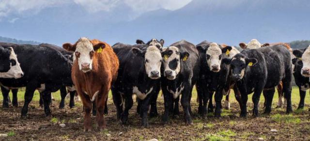 image of cow herd