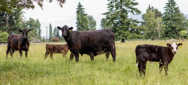 Image of Kepler Farm cows and calves