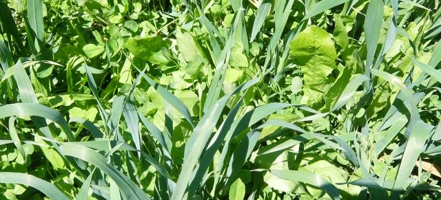 oats and legumes oats and legumes