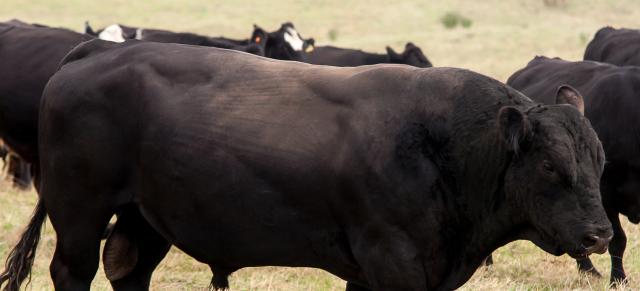 bull bull